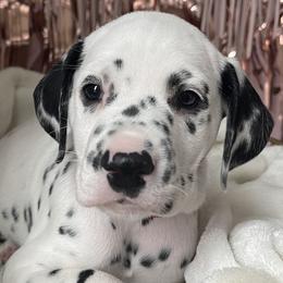 Boy 6 red “Miracle” - White and black Dalmatian puppy in Franklin, Tennessee from Gentry’s Dalmatians