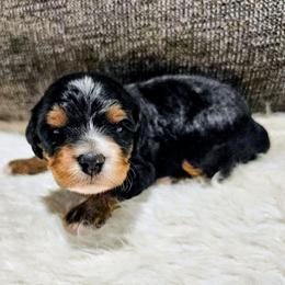 Penny - Tri-color female Bernedoodle puppy in Forest, Ohio from Mini Doodle Buddies