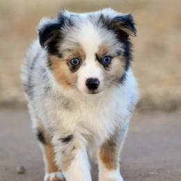 Hamilton - Blue merle male Toy Australian Shepherd puppy in Wichita Falls, Texas from Shooting Stars Ranch Toy and Mini Aussies