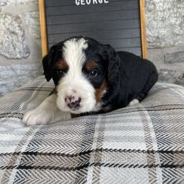 George - Tri-color male Bernedoodle puppy in Lancaster, Pennsylvania from Homestead Bernedoodles
