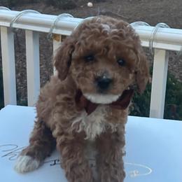 Edwin - Red  male Goldendoodle puppy in Mint Hill, North Carolina from DoodleForever