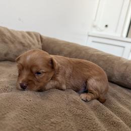 Teddy - Sable male Yorkshire Terrier puppy in Elk Ridge, Utah from Janita's Yorkshire Terriers
