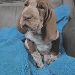 Bracco Italiano and Chihuahua Puppies from Snow Peak Kennel