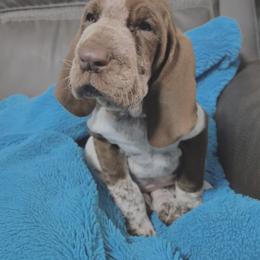 Bracco Italiano and Chihuahua Puppies from Snow Peak Kennel