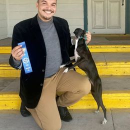 Gianni - Italian Greyhound
