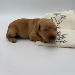 Yellow - Yellow female Labrador Retriever puppy in Heath Springs, South Carolina from Rich Hill Retrievers