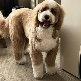 Assorted Doodle Crosses, Bernedoodle, Goldendoodle, and Labradoodle All Grown Up from Erica’s Doodles
