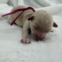 Magenta - Apricot female Maltipoo puppy in Denair, California from 209PuppiesCaliforniaMaltipoo
