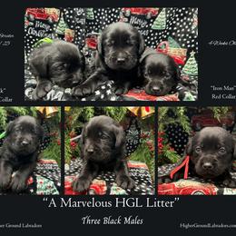 Hulk - Green Collar, Black Male - 3,500 - Black male Labrador Retriever puppy in Eaton Rapids, Michigan from Higher Ground Labradors