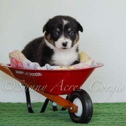 Boy 4 - male Pembroke Welsh Corgi puppy in Bedford, Indiana from Sunny Acres Corgis