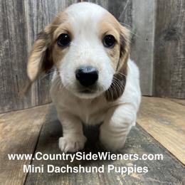 Boy 4 - male Dachshund puppy in Redding, California from CountrySide Wieners