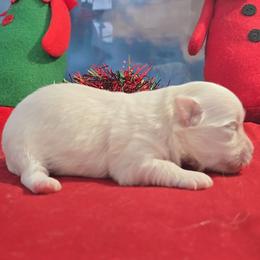 Joseph - White male Maltese puppy in Aurora, Missouri from KnJ Precious Paws LLC