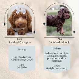 Cockapoo puppies from Vino and Vespa Doodles