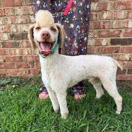 Fozzie - Cream male Poodle puppy in Huntsville, Alabama from Flint River Poodles