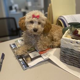 Poodle Puppies from Singing Sands Poodles