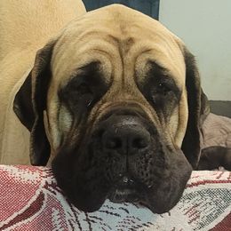 Bella - Mastiff