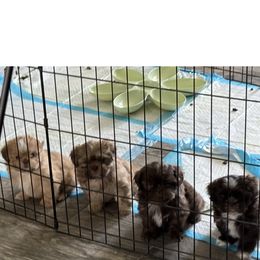 Shih Tzu Puppies from Staci Paysinger