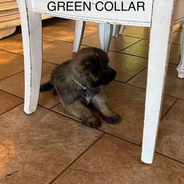Tabitha - Black female Poodle puppy in Pueblo West, Colorado from Little Paws Poodles
