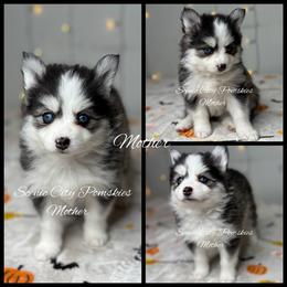 Mother - Black and white female Pomsky puppy in Rossville, Georgia from Scenic City Pomskies