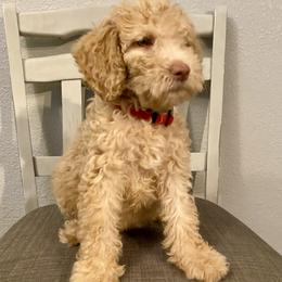 Red collar - Apricot female Goldendoodle puppy in Apple Valley, California from Daisy’s  Doodles11