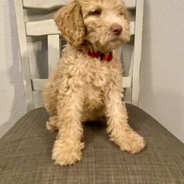 Red collar - Apricot female Goldendoodle puppy in Apple Valley, California from Daisy’s  Doodles11