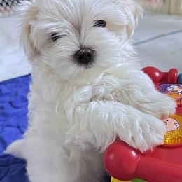 Maltese Puppies from Platinum Dunes Maltese Kennel