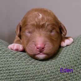 Eden - Red  female Goldendoodle puppy in Hendersonville, Tennessee from Ben's Best Buddy Goldendoodles