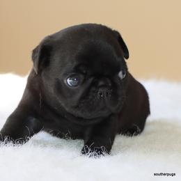 Junie - Black female Pug puppy in Winnsboro, Texas from Southern pugs