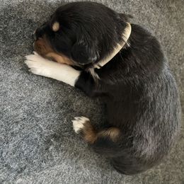 Australian Shepherd Puppies from NEK Aussies