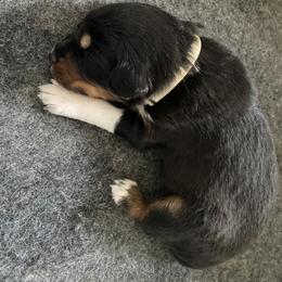 Australian Shepherd Puppies from NEK Aussies