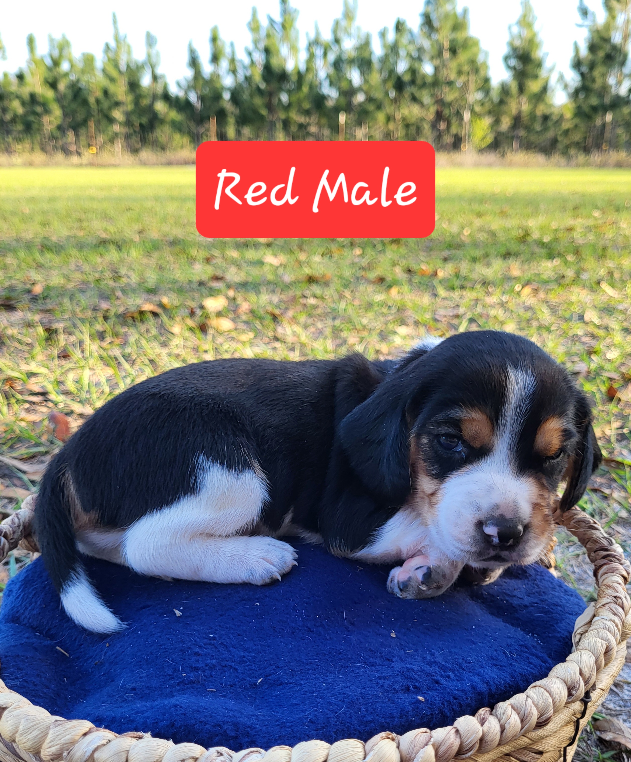 Beagle Puppies from Pridgeon Beagles