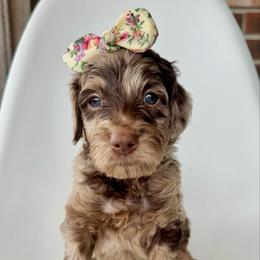 Doe - Merle female Goldendoodle puppy in Pulaski, Tennessee from Doodle My Heart