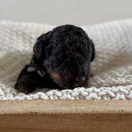 Male No. 2 Phantom - Phantom male Bernedoodle puppy in Modesto, California from Central Valley Canine Companions