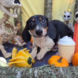 Mr. Sausage - Black and cream male Dachshund puppy in Pocasset, Massachusetts from Dachs of the Bay