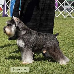 Zoe - Miniature Schnauzer