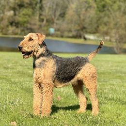 Caesars - Airedale Terrier
