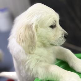 Girl Reservation 4 - Light golden female Golden Retriever puppy in Waterloo, Indiana from All 4 Paws of Pheasant Run