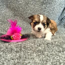 Chiquita - Sable spotted white female Chihuahua puppy in Seneca, Missouri from Stephanie’s Puppy Colony