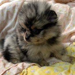 Uno - Blue merle female Pomeranian puppy in Silver Springs, New York from Humehill