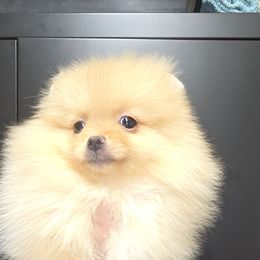Girl 1 - Cream sable female Pomeranian puppy in Meherrin, Virginia from Traveling Poms