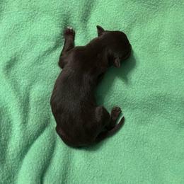 Girl 2 - Red & white female Australian Shepherd puppy in Wellington, Missouri from CV Aussies