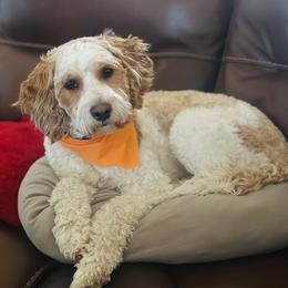 Stella - Mini doodle - Goldendoodle