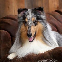 Tucker - Collie