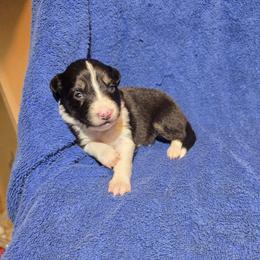 Puddle - Tri-color female Border Collie puppy in Menasha, Wisconsin from Little Rose Retrievers