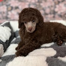 Gemma Cafe Au Lait - Silver-beige  female Poodle puppy in Franklin Park, Illinois from Windy City Majestic Toy Poodles
