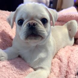 Jasper - White male Pug puppy in Morgantown, West Virginia from Groovy Pugs