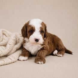 Rip - Red  male Goldendoodle puppy in Floyd, Virginia from Hearts and Paws Poodles and Doodles