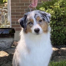 Australian Shepherd Puppies from Kristi Speck