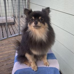 Royal - Pomeranian