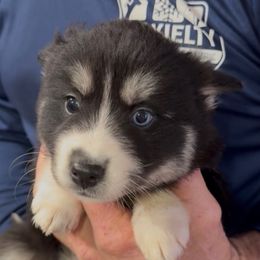 BeBe - Black and white female Pomsky puppy in Spring Hill, Florida from PDQ Pomskies